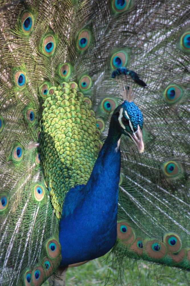 Pfau in Südafrika