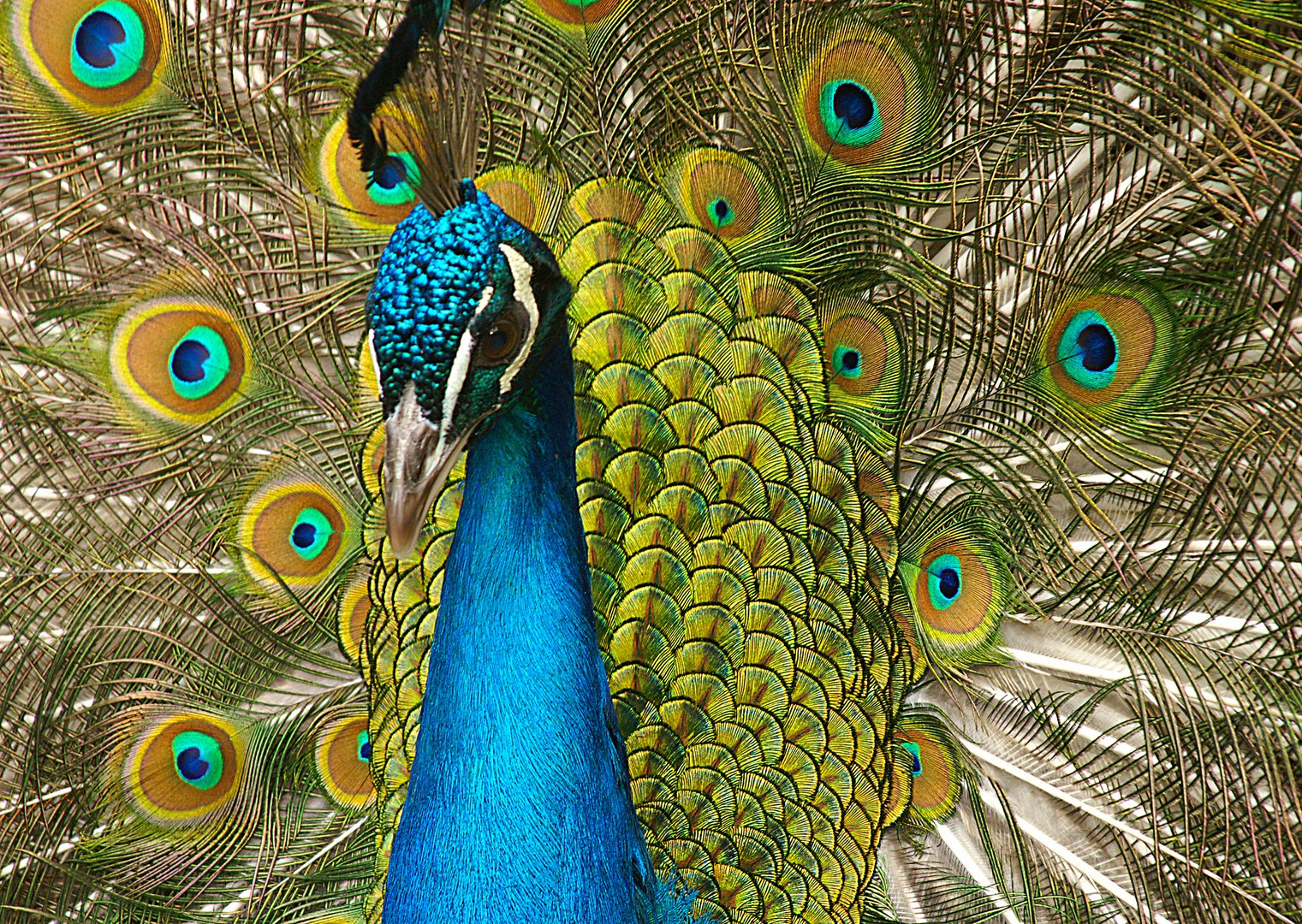 Pfau in voller Farbenpracht