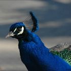 Pfau in voller Farbenpracht