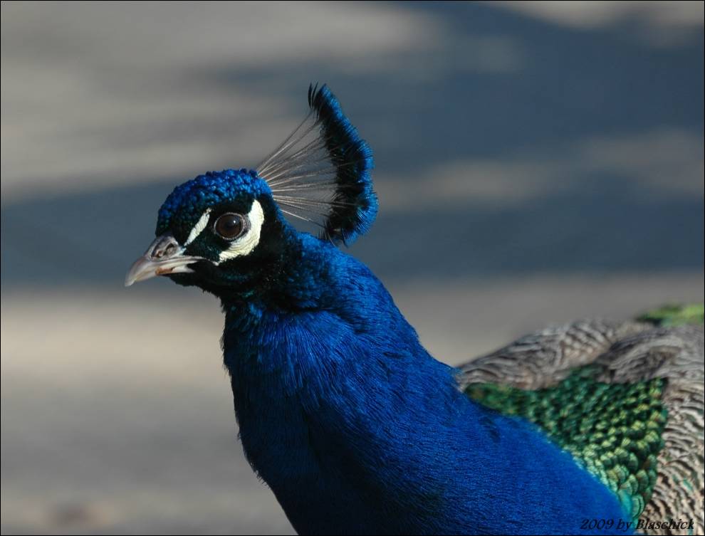 Pfau in voller Farbenpracht