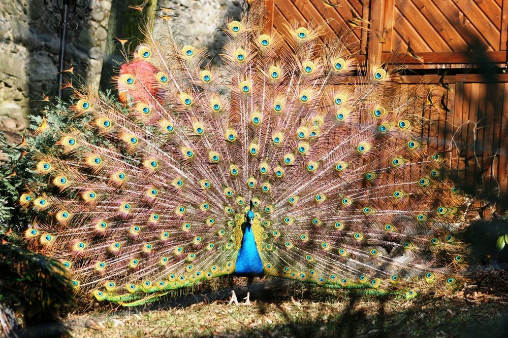 Pfau in Voller Pracht