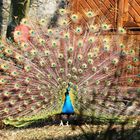 Pfau in Voller Pracht