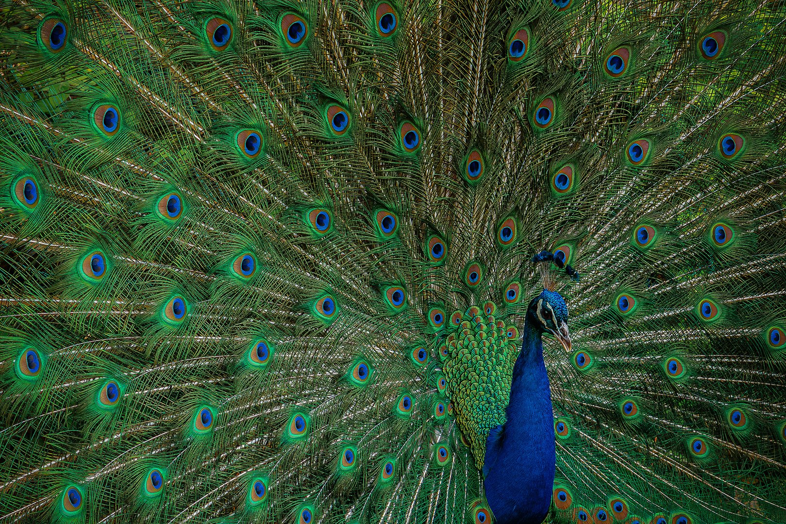 Pfau in voller Pracht 