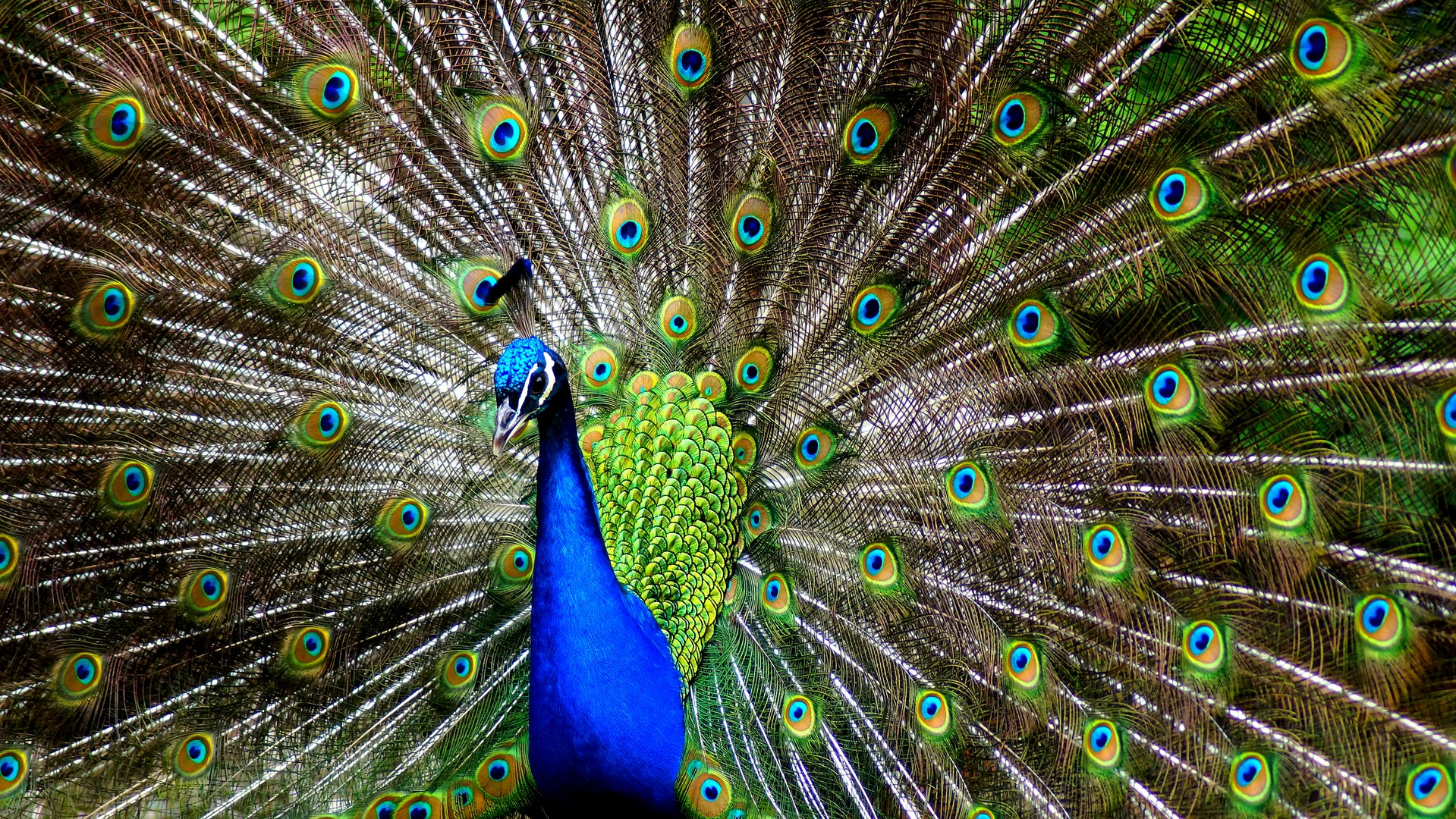 Pfau in voller Pracht