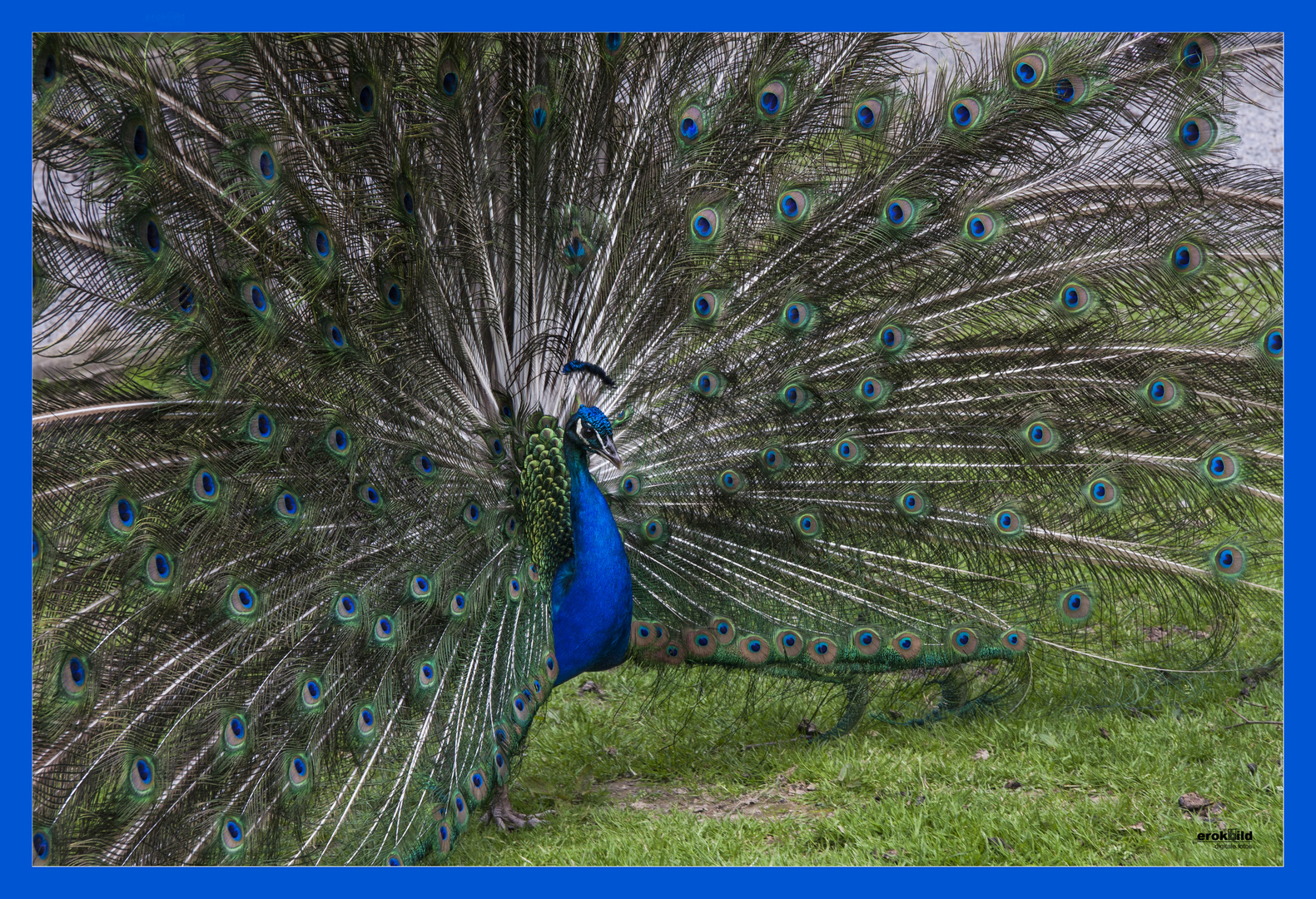 Pfau in voller Pracht