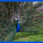 Pfau in voller Pracht