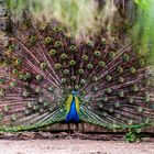 Pfau in voller Pracht