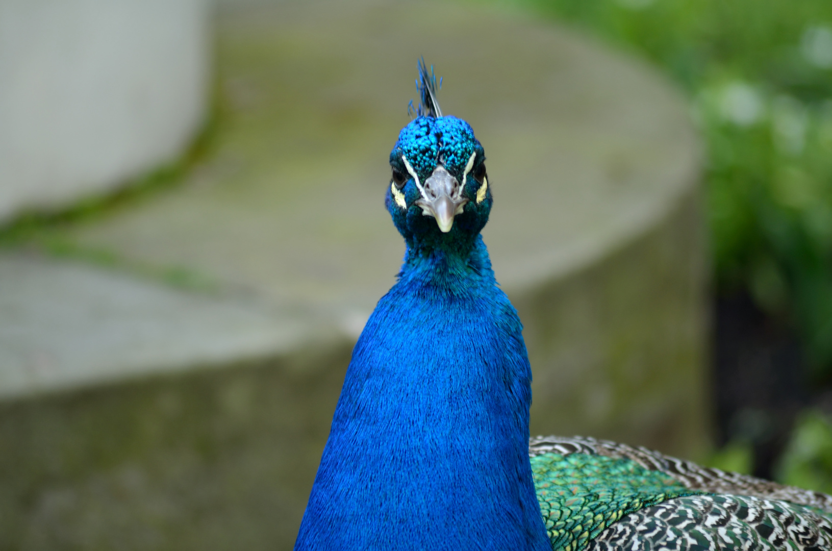 Pfau in Warschauer Lazienki-Park