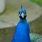 Pfau in Warschauer Lazienki-Park