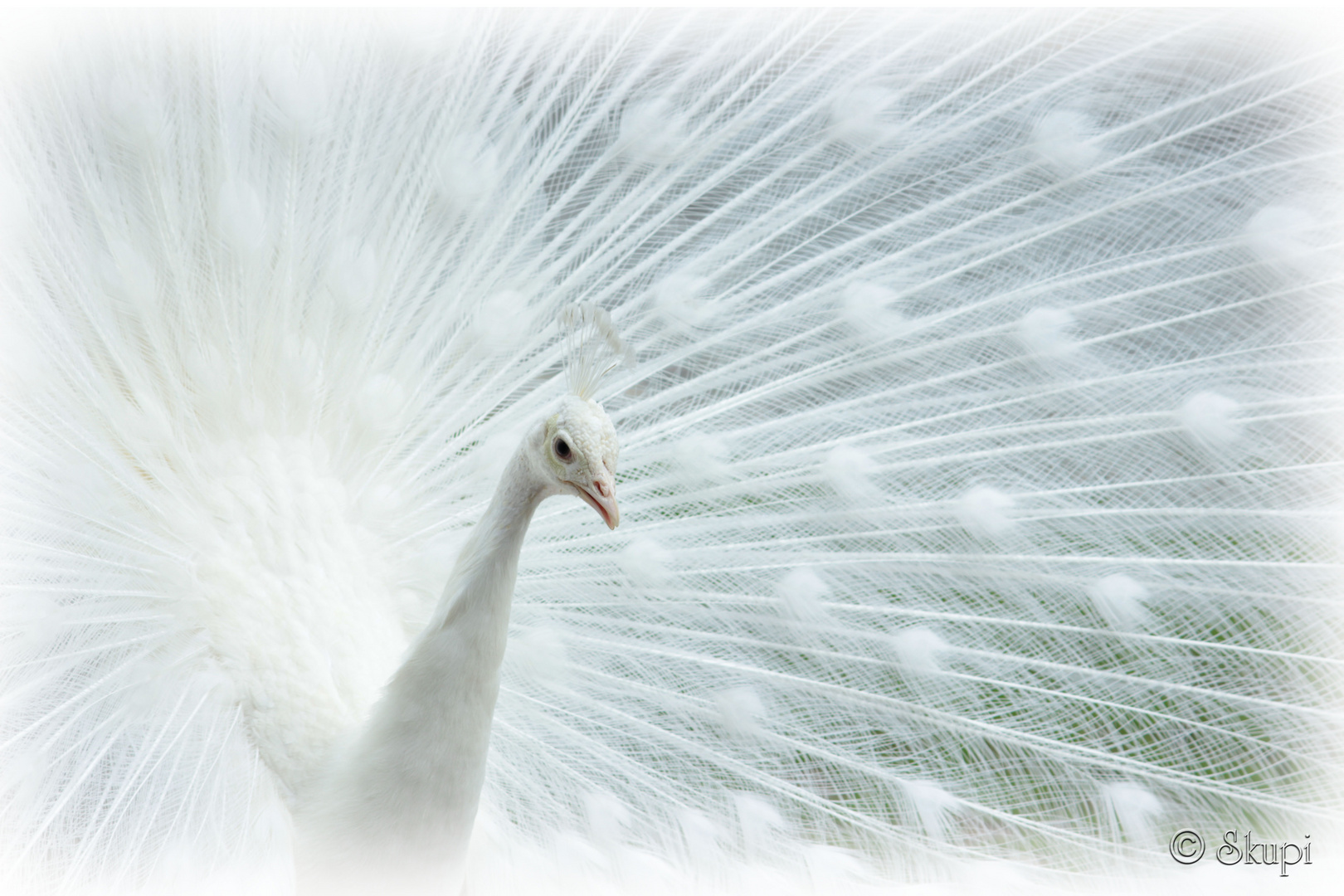 Pfau in weiß