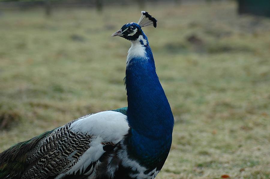 Pfau in weiß