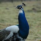 Pfau in weiß