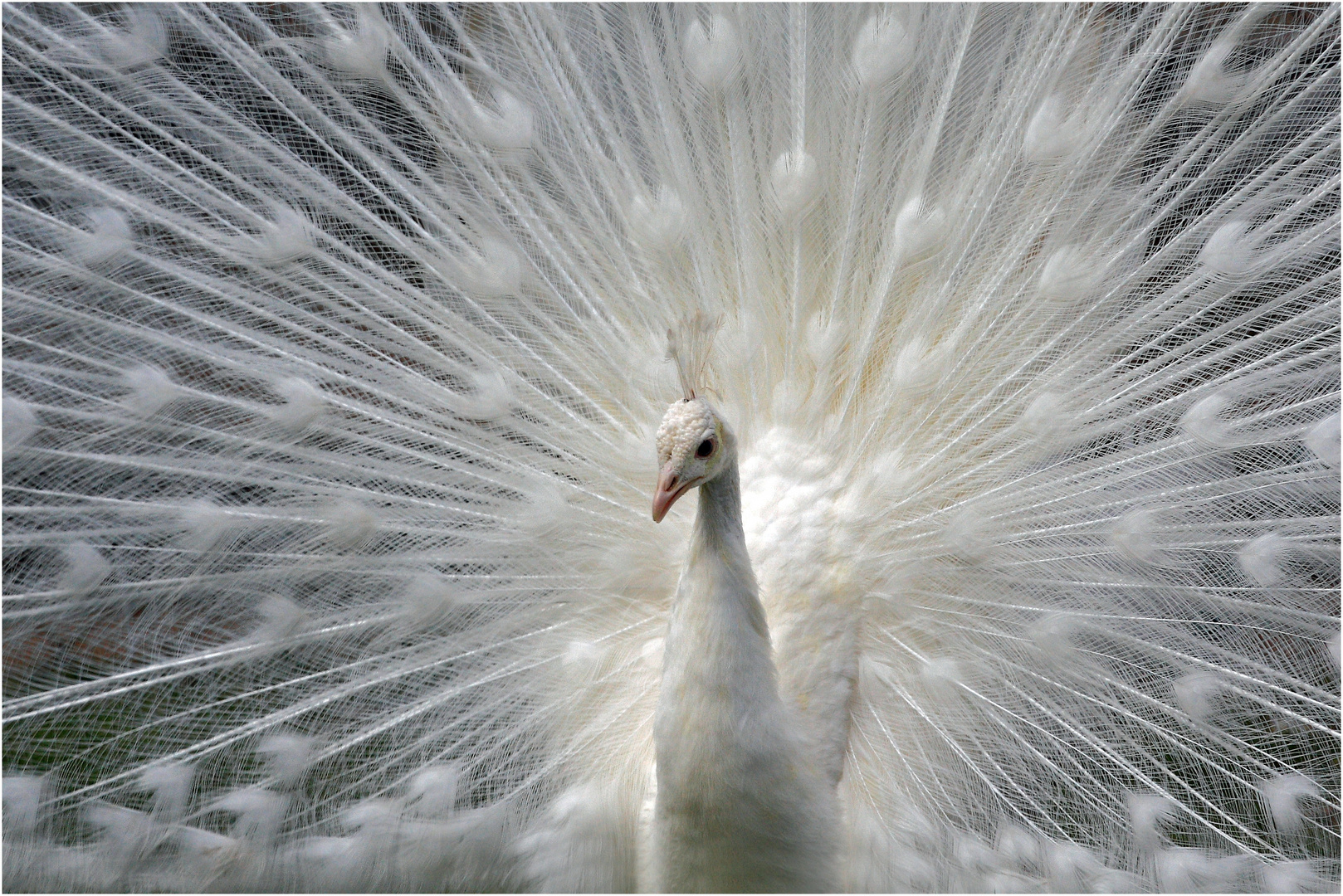 Pfau in weißer Pracht.