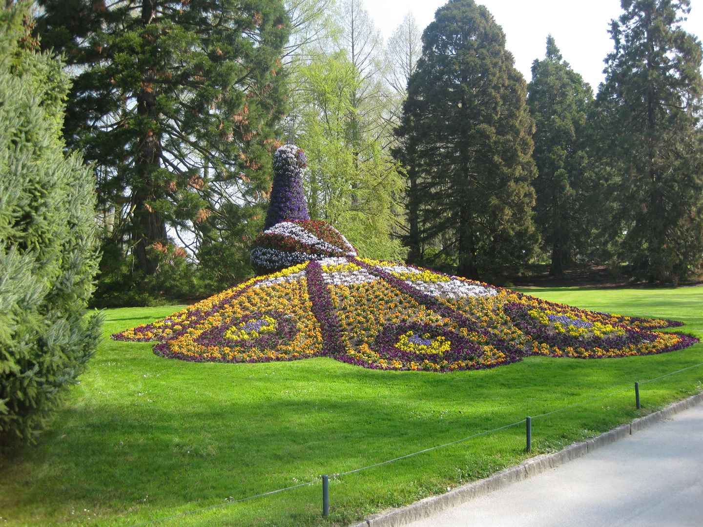 Pfau   (Insel Mainau)