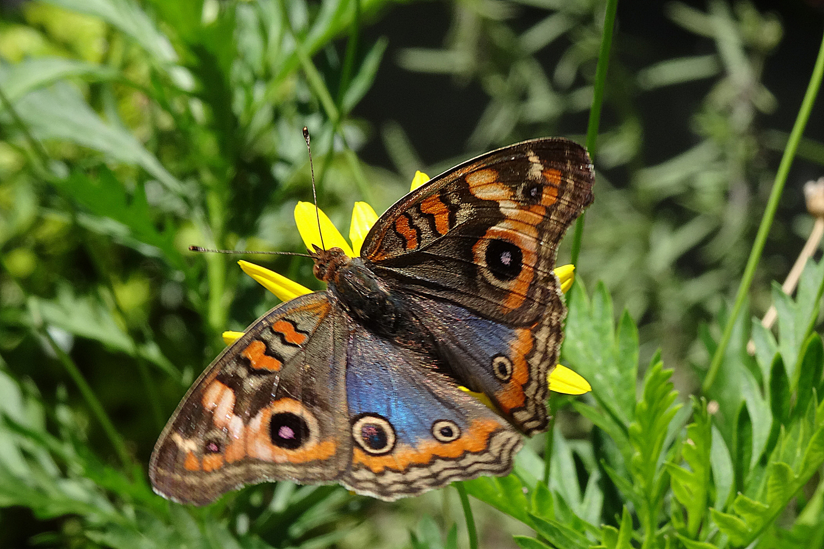 Pfau - Junonia genoveva (Buenos Aires)