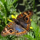 Pfau - Junonia genoveva (Buenos Aires)