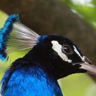 Pfau  - Kopfschmuck -