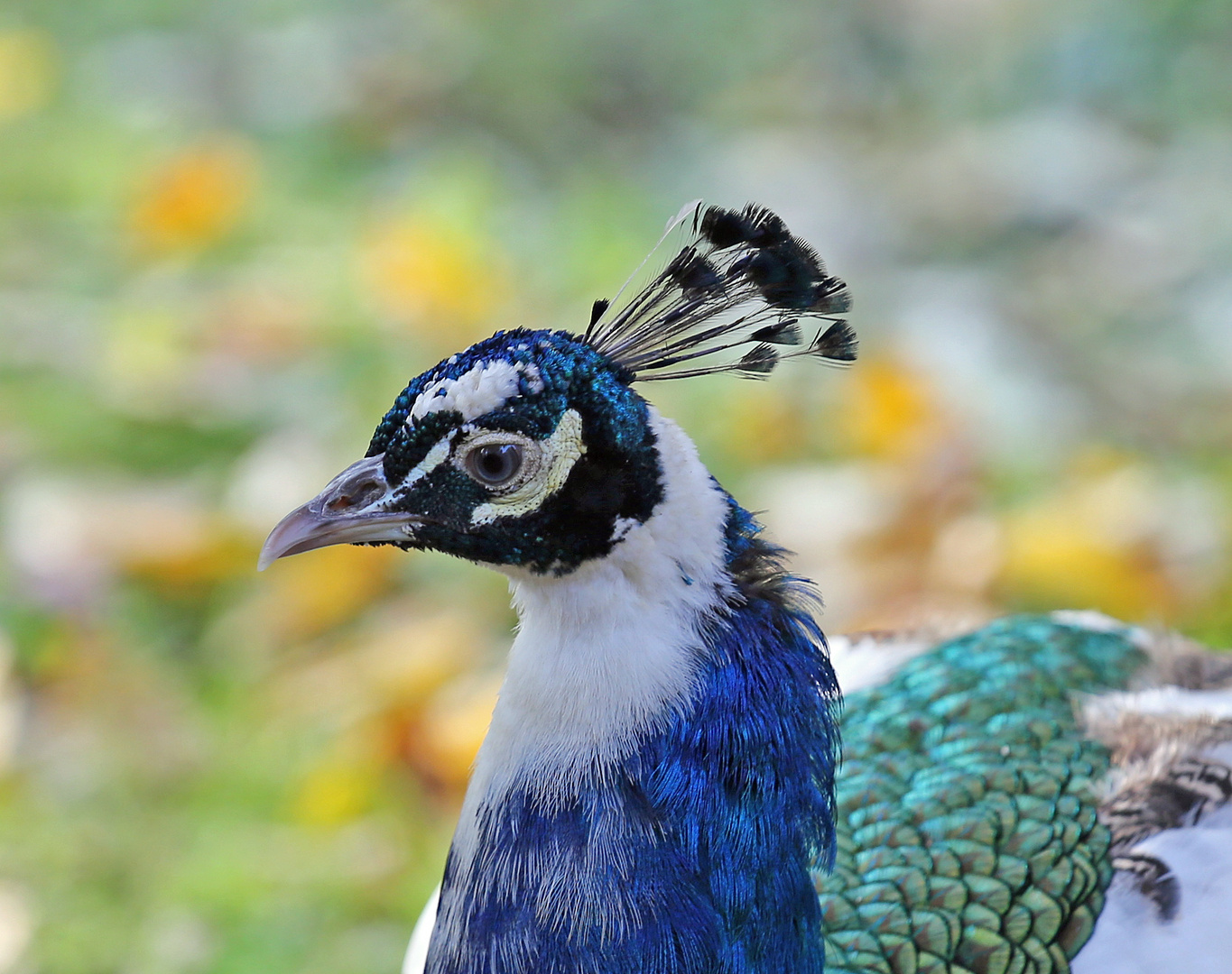 Pfau, Kopfschmuck des Pfauenhahns