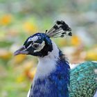 Pfau, Kopfschmuck des Pfauenhahns