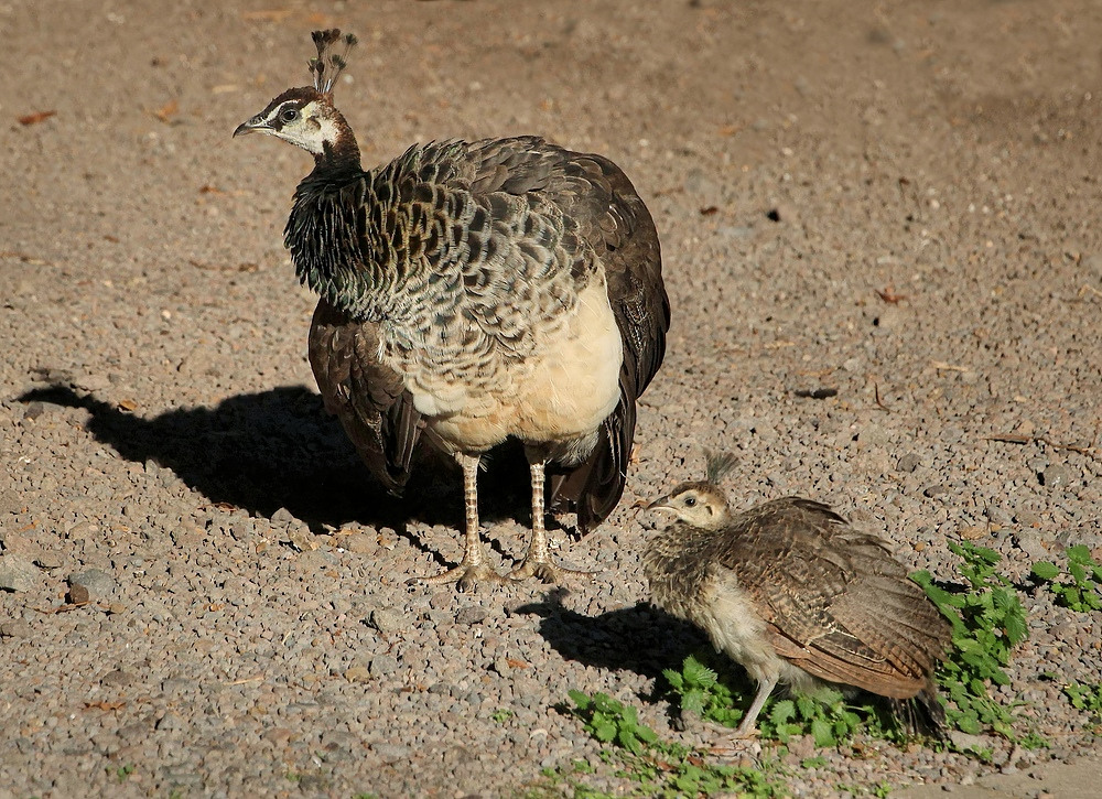 Pfau - Küken im November...