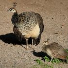 Pfau - Küken im November...