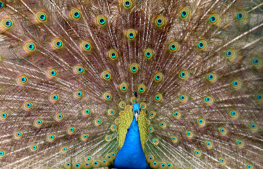 Pfau - Lüneburger Heide