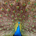 Pfau - Lüneburger Heide