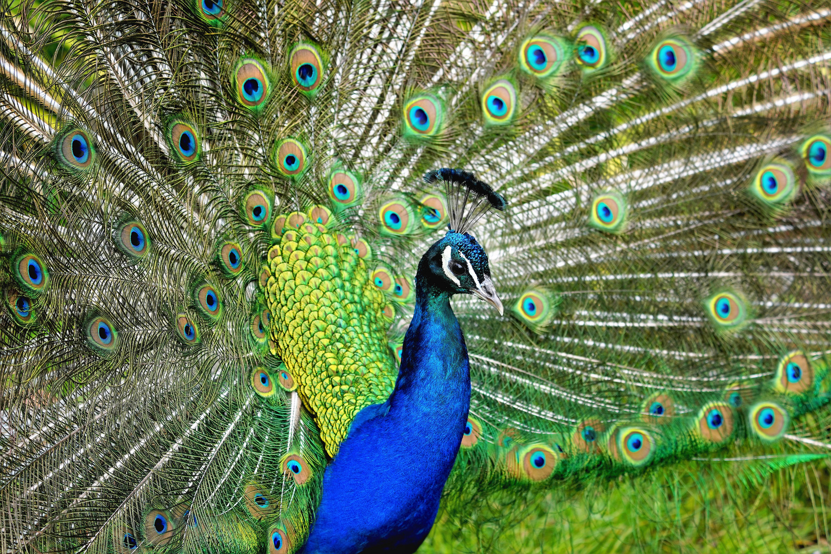 Pfau - Männchen