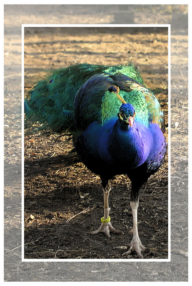 Pfau, männlich