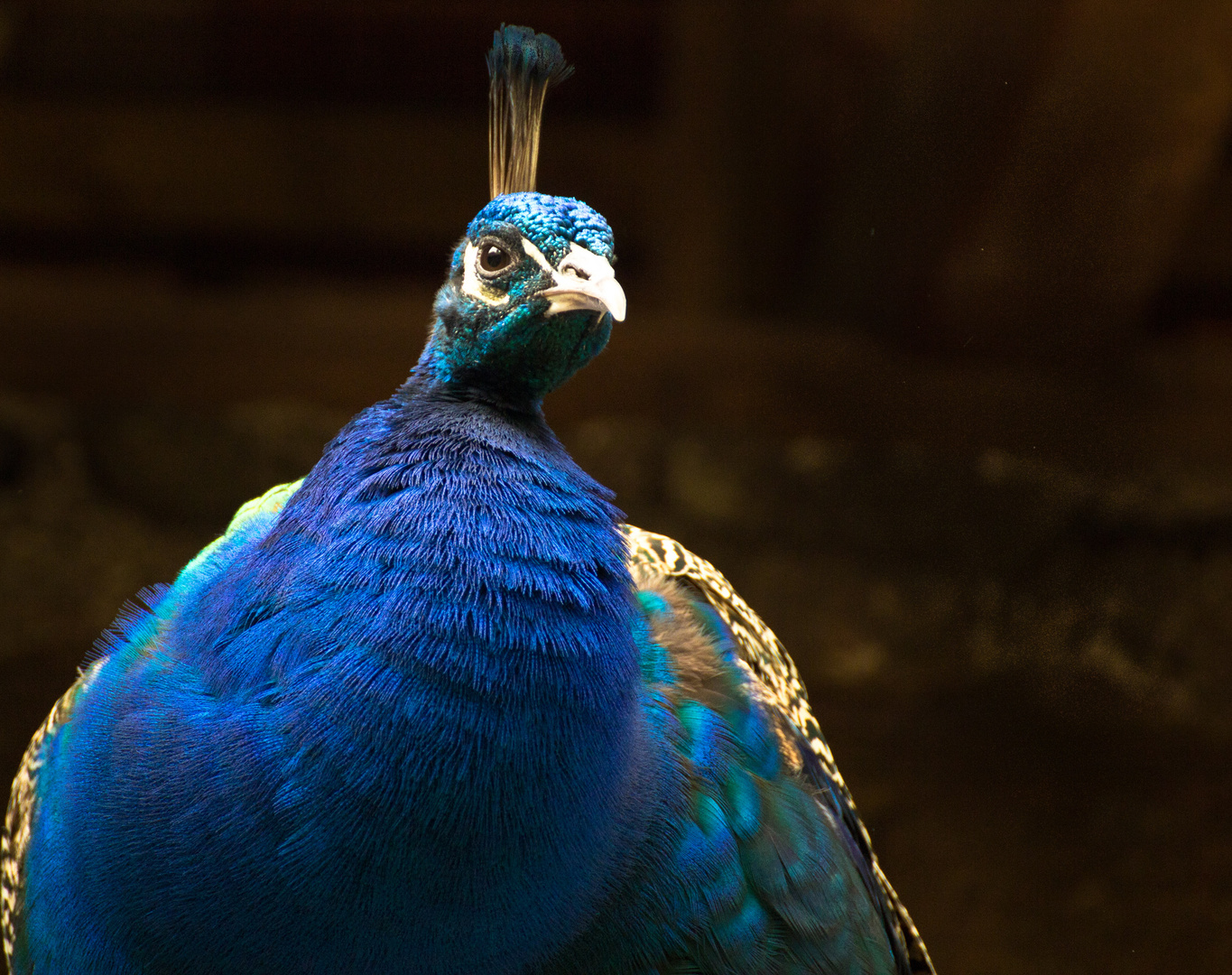 Pfau - mal ohne Rad