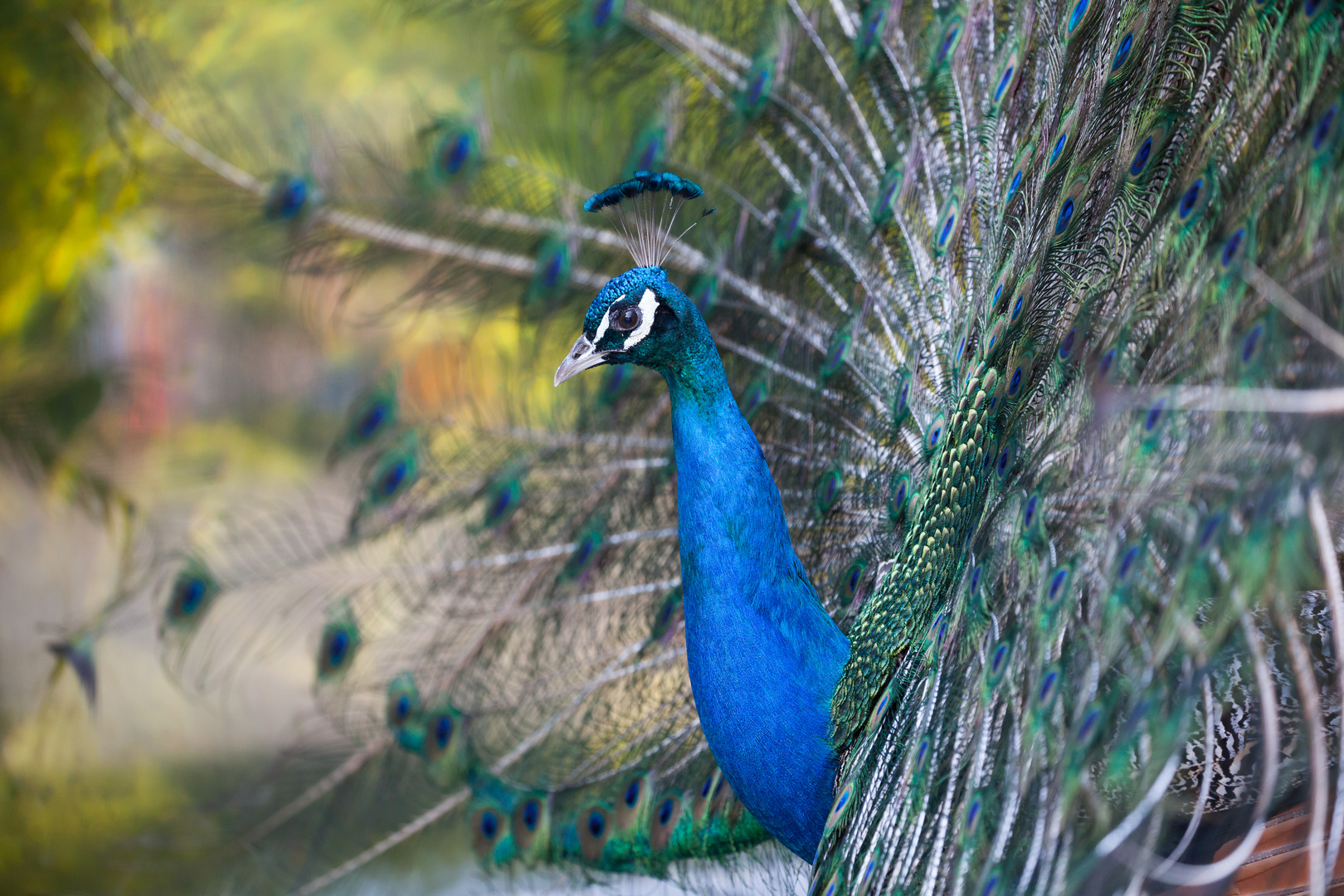 Pfau mal ´unfrontal´