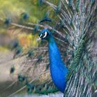 Pfau mal ´unfrontal´