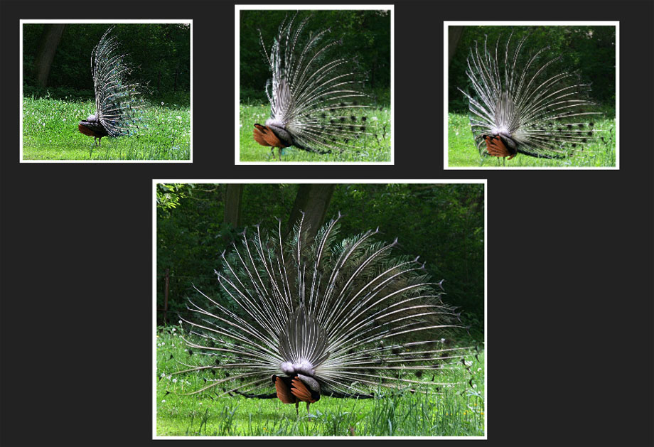 Pfau, mal von der anderen Seite