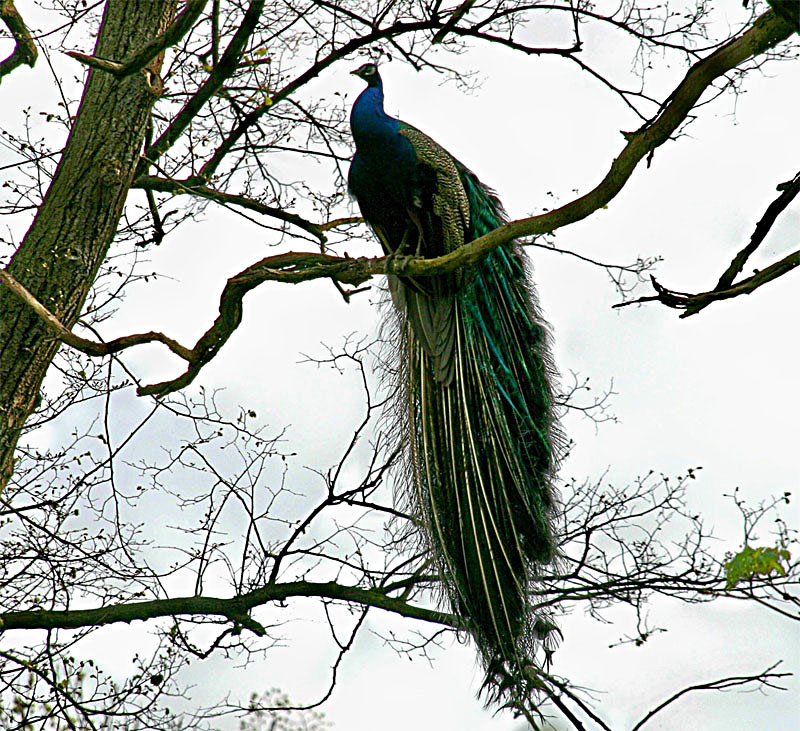 Pfau, mal von oben herab