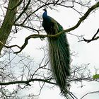 Pfau, mal von oben herab