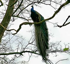 Pfau, mal von oben herab