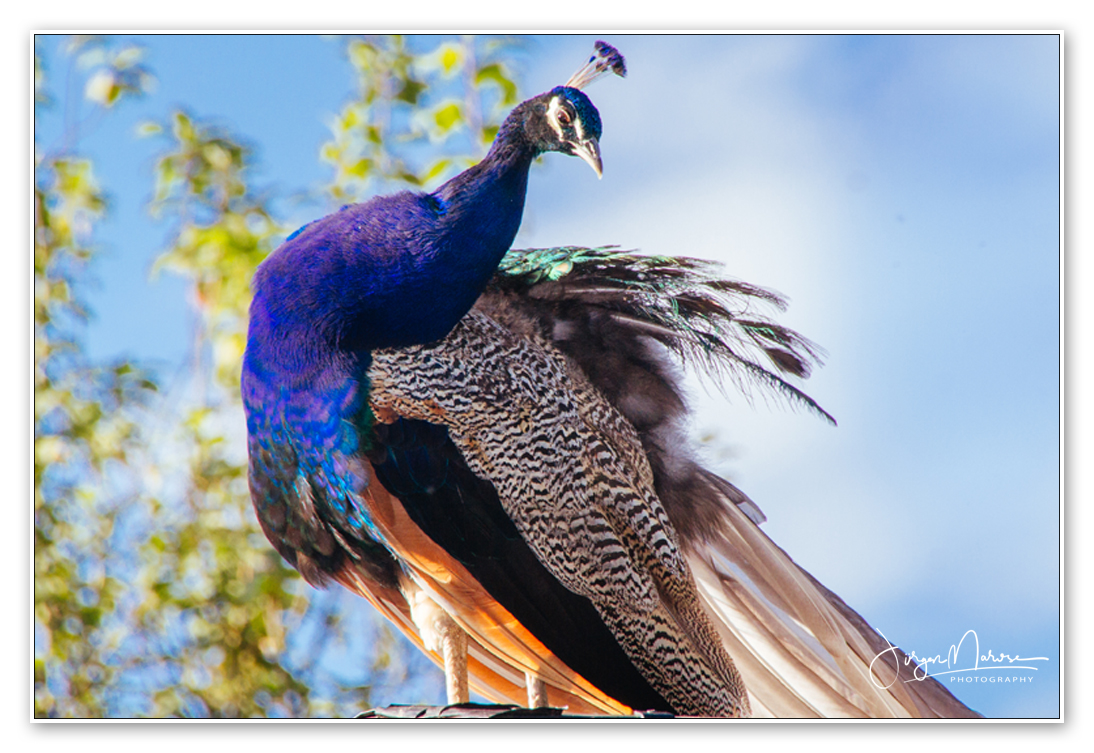 Pfau mir in die Augen