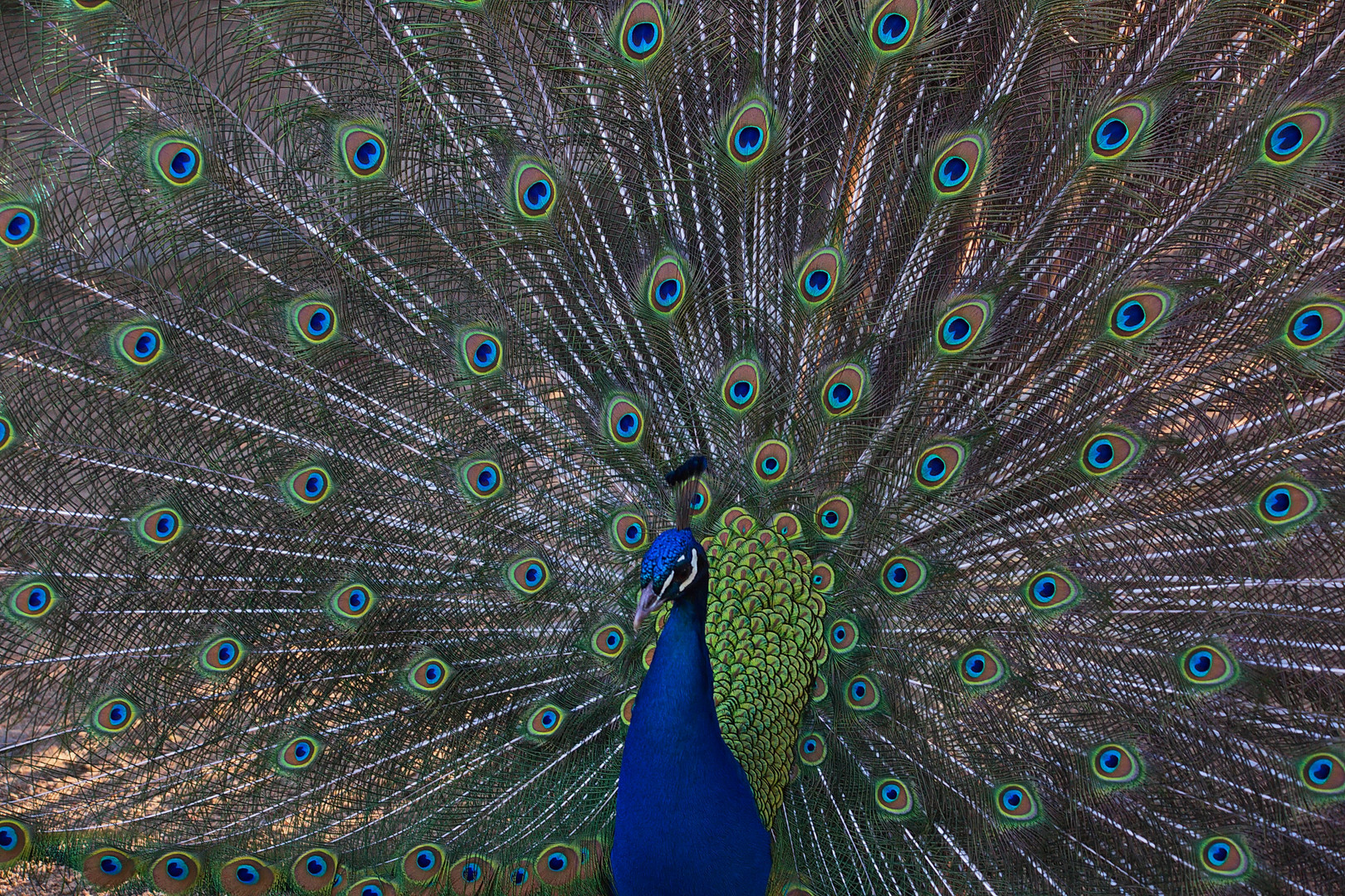 Pfau mit aufgestellten Federn