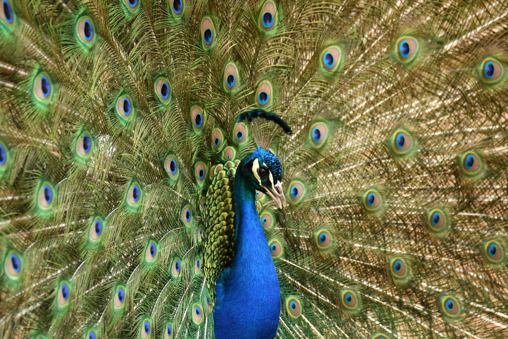 Pfau Mit Blau