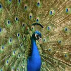 Pfau Mit Blau