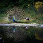 Pfau mit Frau