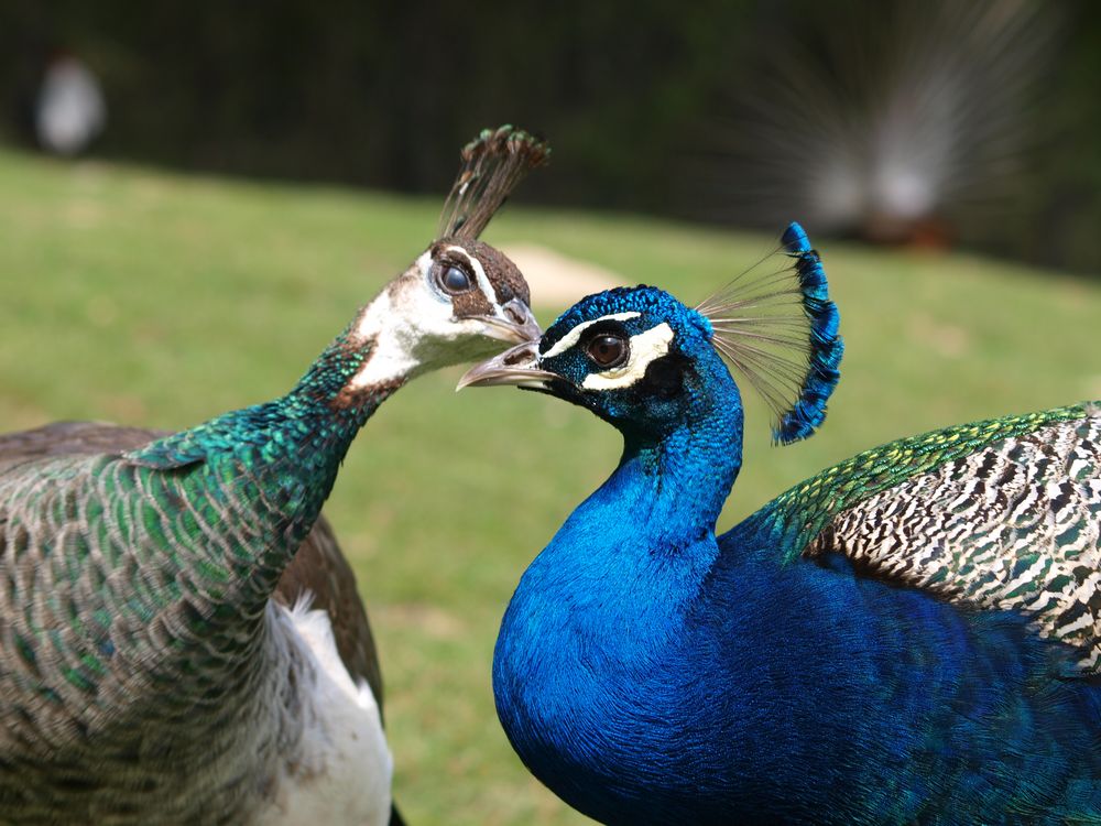 Pfau mit Frau