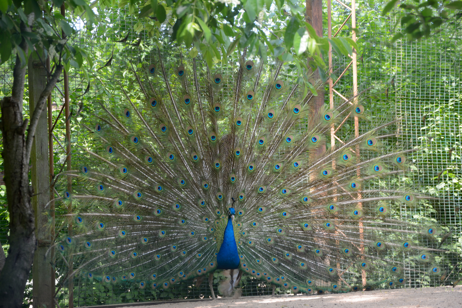 Pfau mit geöffnetem Rad