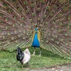 Pfau mit Huhn