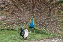 Pfau mit Huhn