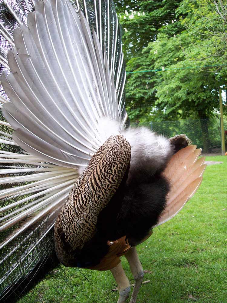 Pfau mit interessanten Rückenansicht