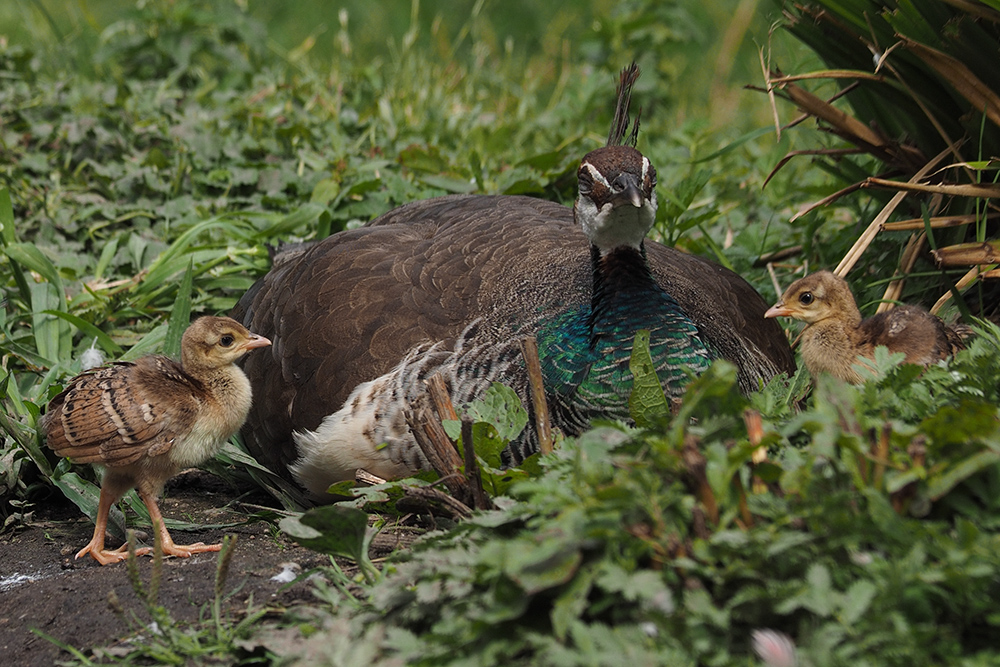 Pfau, mit Kücken...