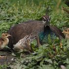 Pfau, mit Kücken...