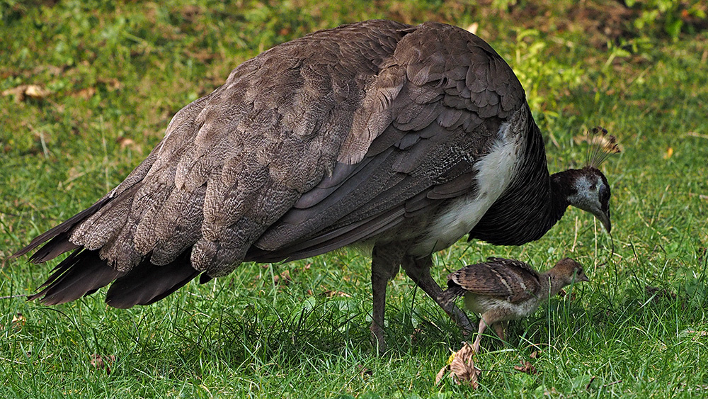 Pfau mit Kücken...