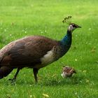 Pfau mit Küken...